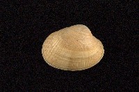 藏品(小眼花簾蛤)的圖片